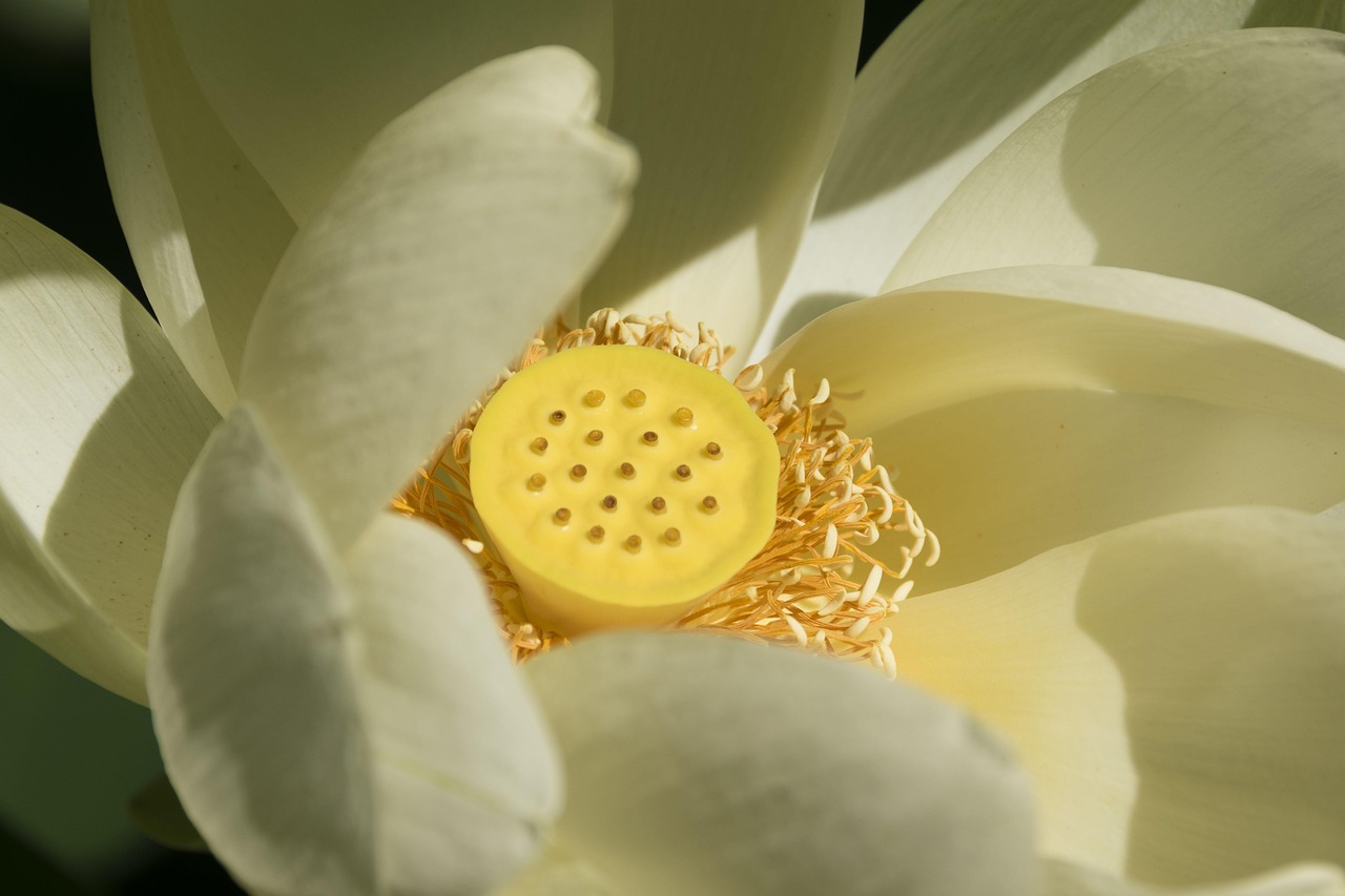 Appeal sensation – **Déferlante Lo-Fi Sensorielle et Électrisante comme une Étincelle d’Émotions Pur