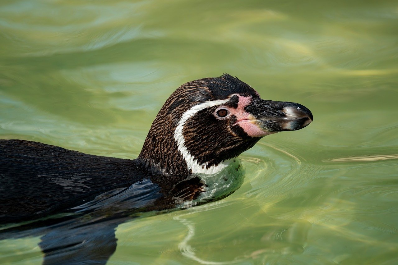 solitude – **Échappée Lo-Fi Lunaire et Cathartique comme un Souffle d’Étoiles Solitaires**